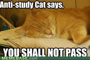 Anti-study cat